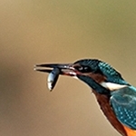 The King fisher IMG 0848